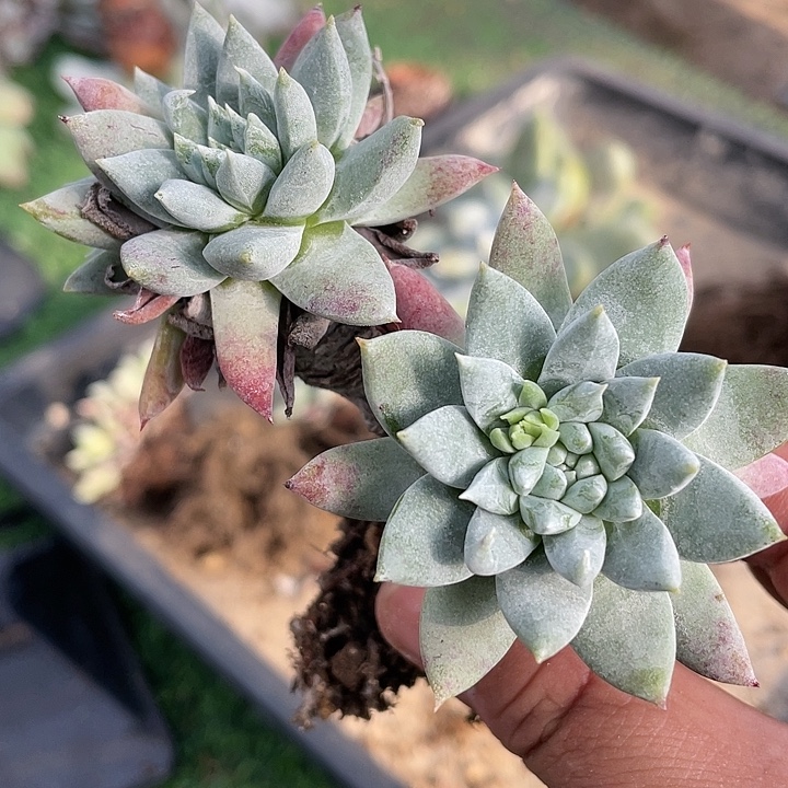 野生处理福利粗桩