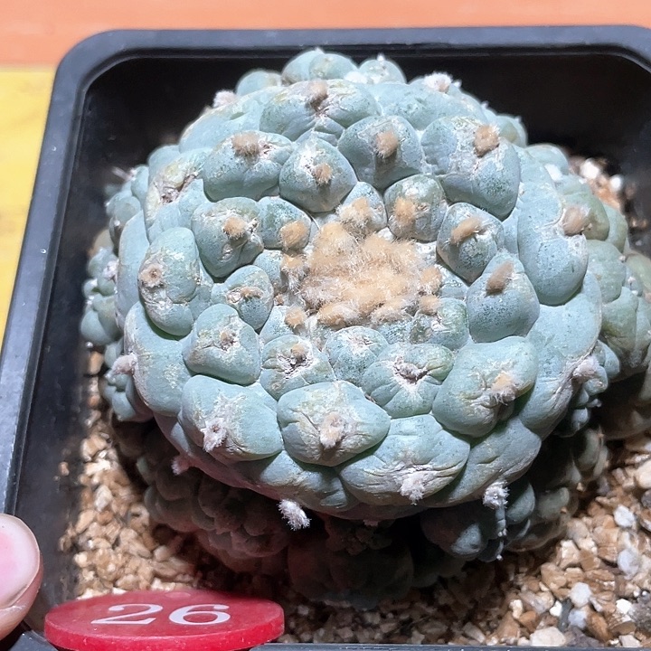 仙人球自根佛头26