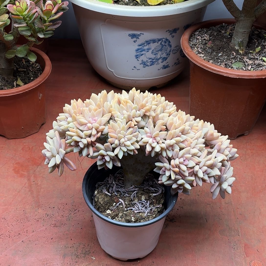 小***鱼1126淡雪缀化带土球发货