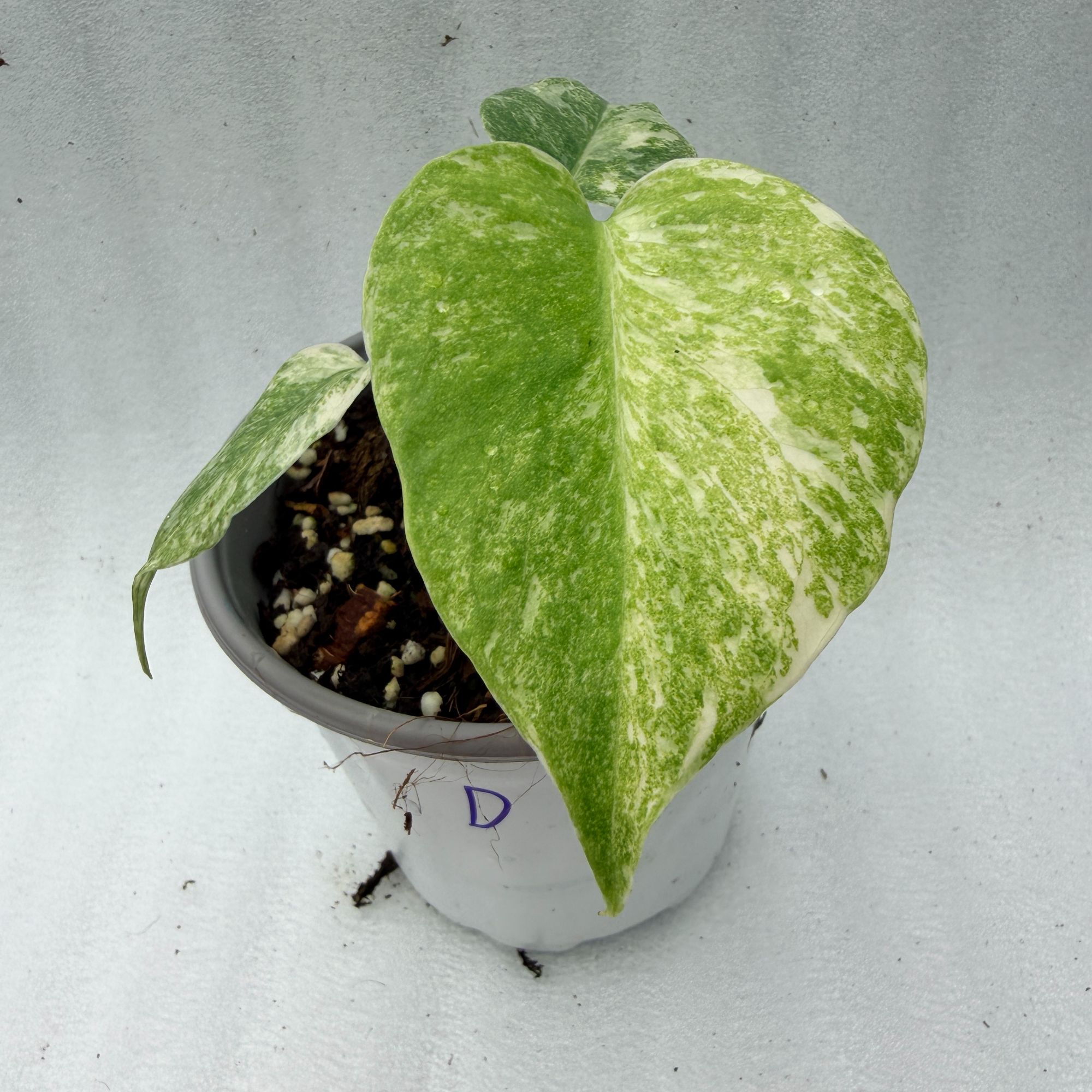 遗迹龟背竹 直播间专享 一物一拍 室内绿植