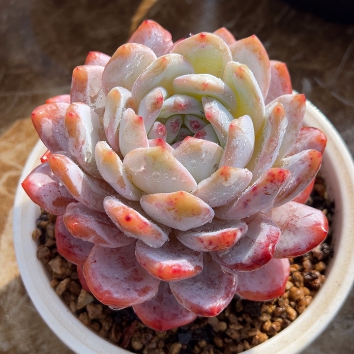 橙梦露 单头 多肉植物