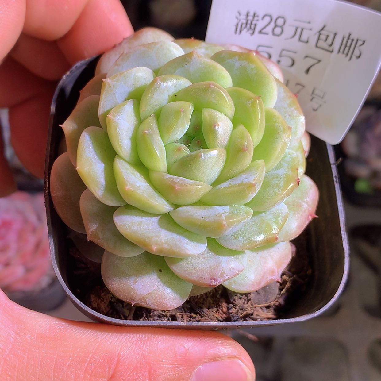 【闪购商品】云557