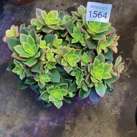 艳日辉多肉植物1564