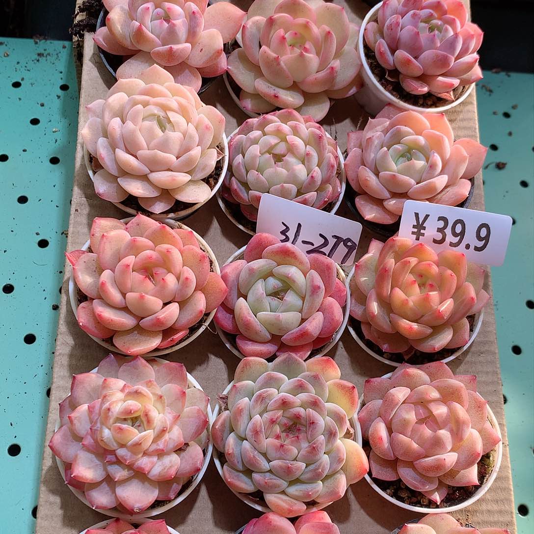 31-279一物一拍带盆18颗