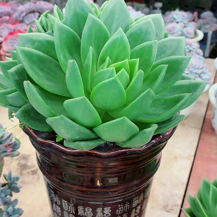 一***呀翠花孤品一背三多肉