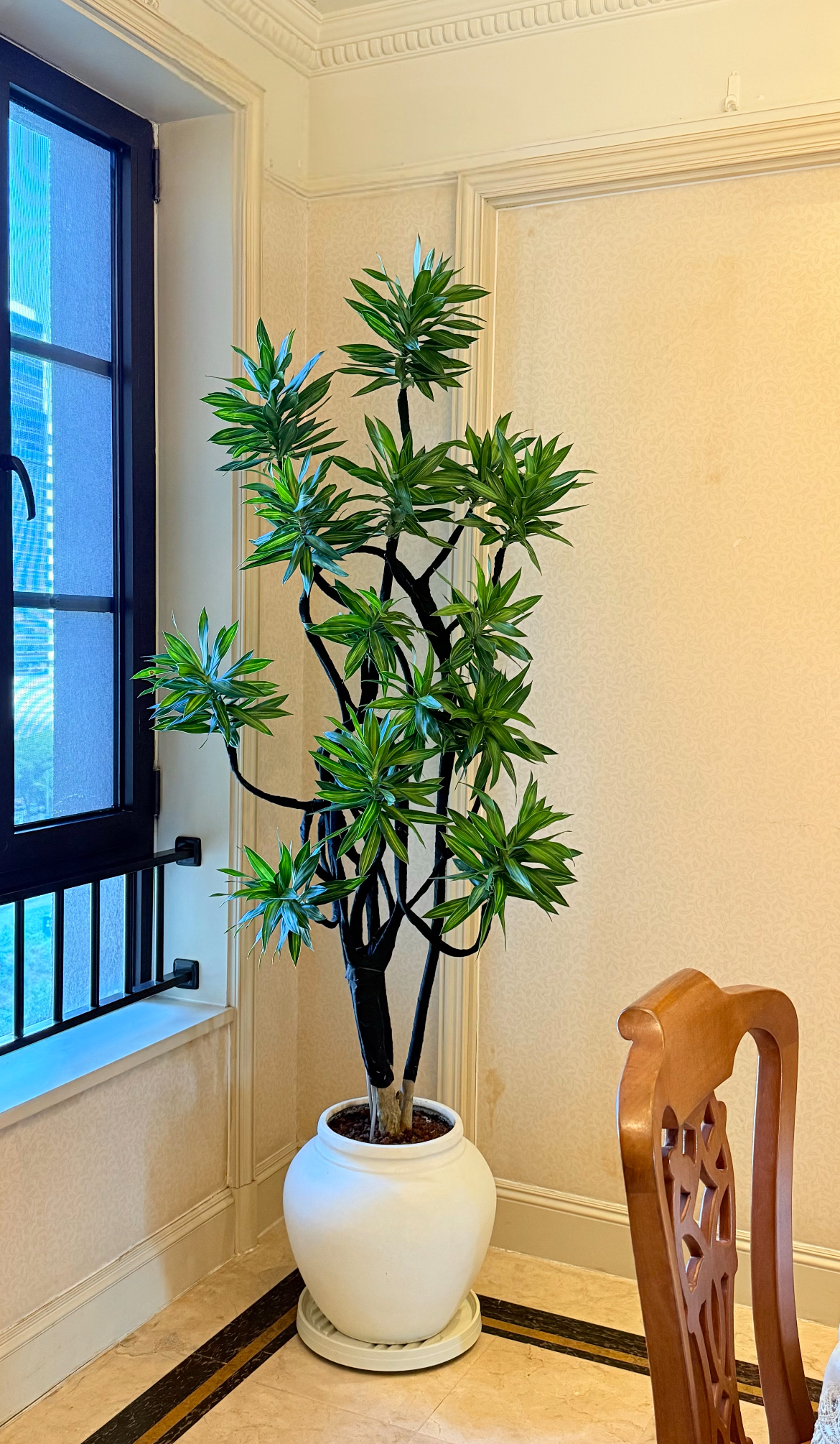 AA百合竹好养耐活的大型盆栽绿植适合室内外客厅净化空气除甲醛