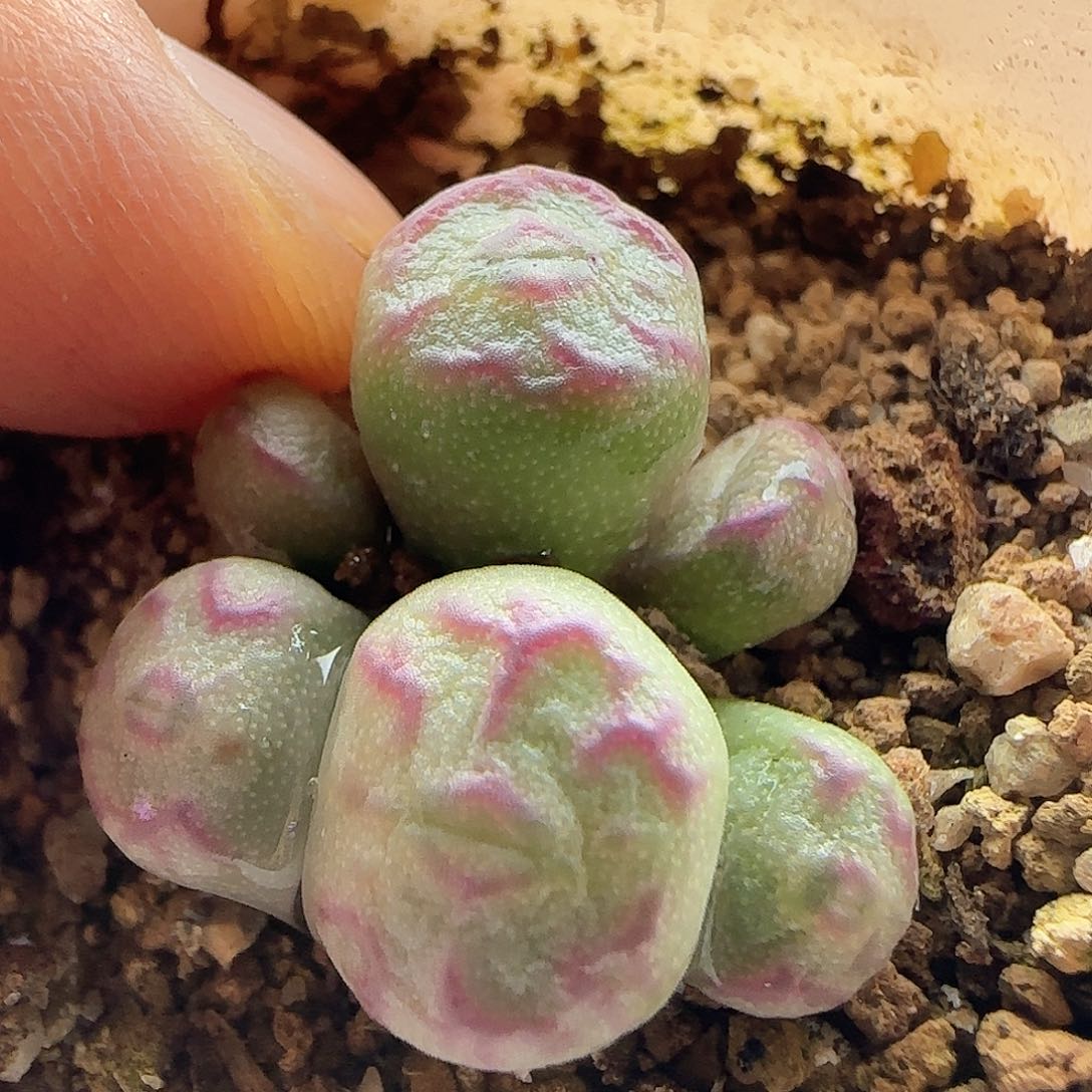 暴*熊脱土年后发货23519