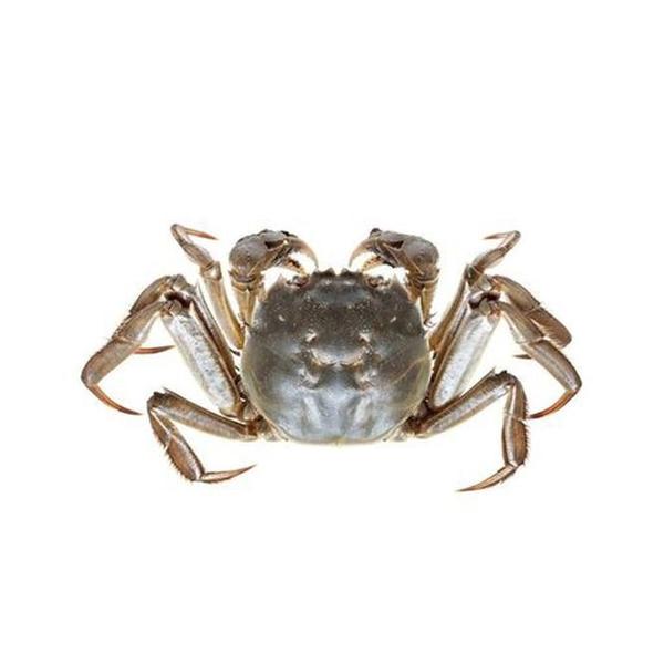 葫芦岛本地公河蟹2斤 3-5只/斤 2-3两一只