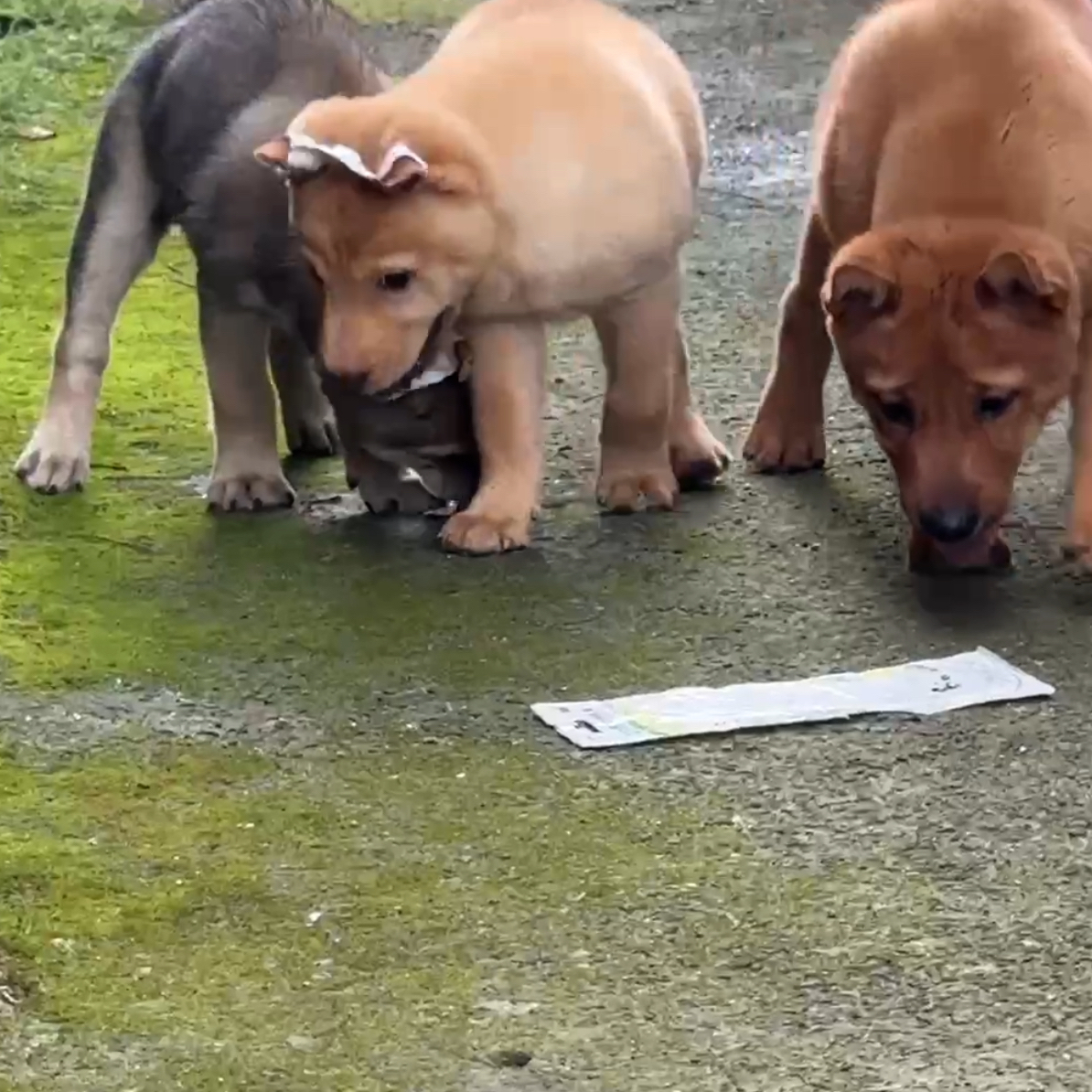 中华田园犬活体幼犬小土狗看家护院幼崽宠物