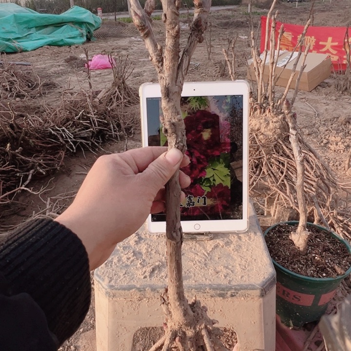 当前无花栽培后可以开花雪映桃花