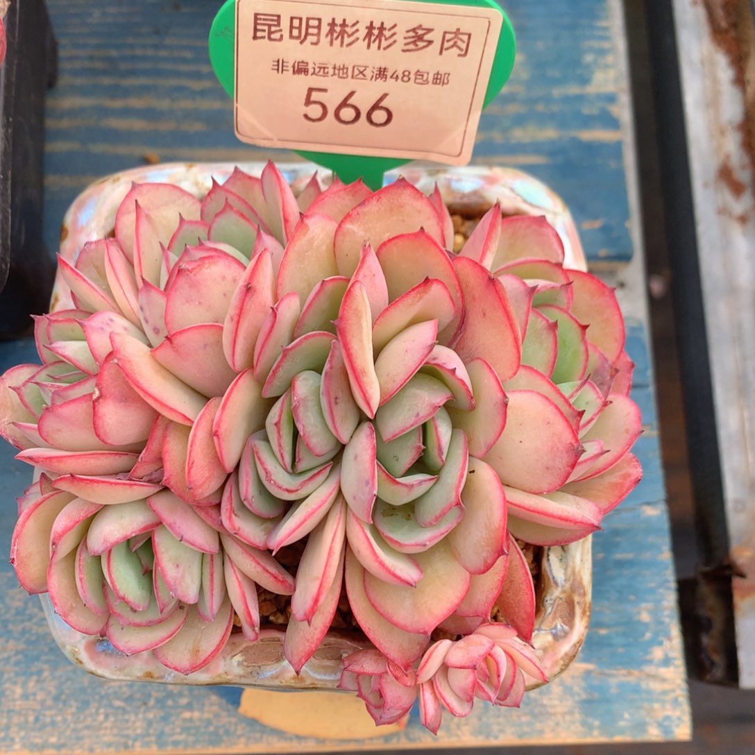 牡丹亭朵朵缀无砍566