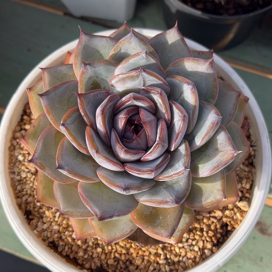 黑夜精灵多肉植物