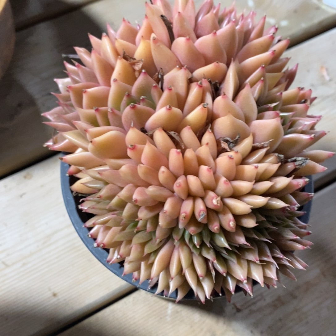 自助下单一物一拍多肉，下滑更多品种选择