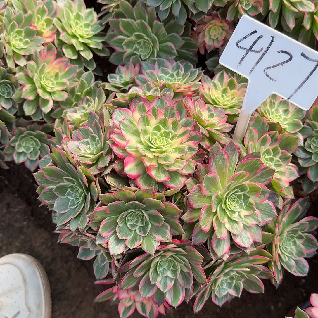 4127万花筒多肉法师多肉