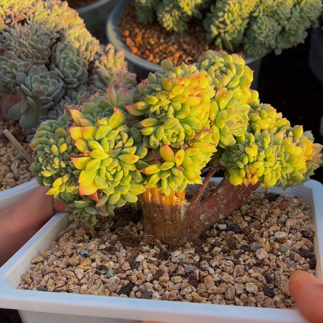 水蜜桃是最棒也非常可爱