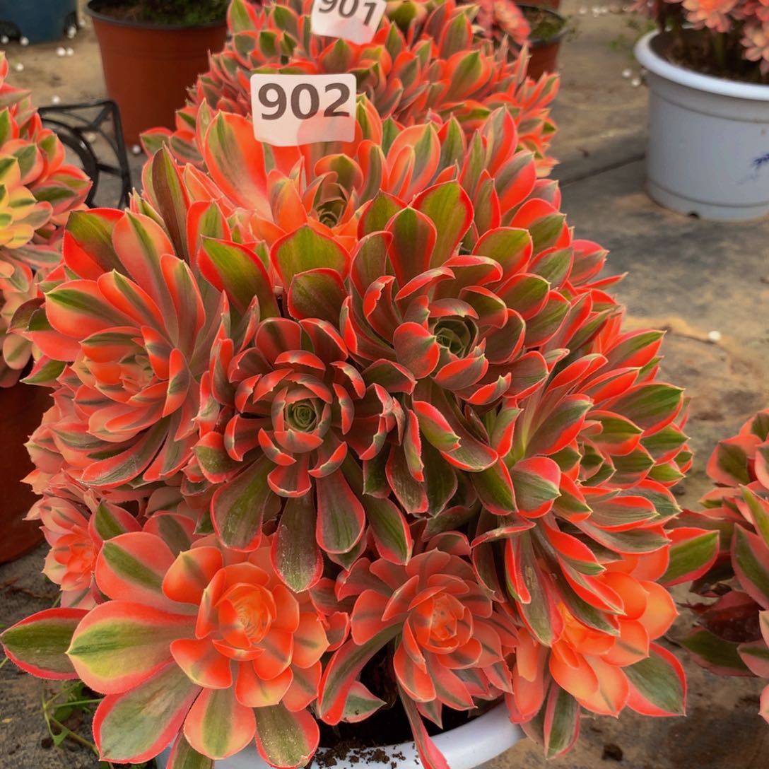 【闪购商品】✨***✨902女神福利