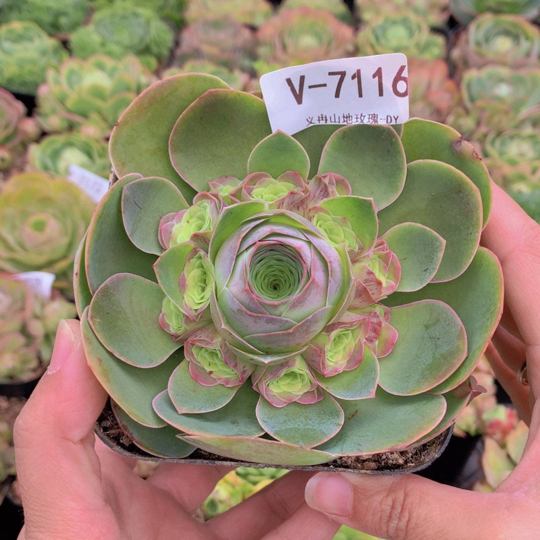 7116洛可可手捧群