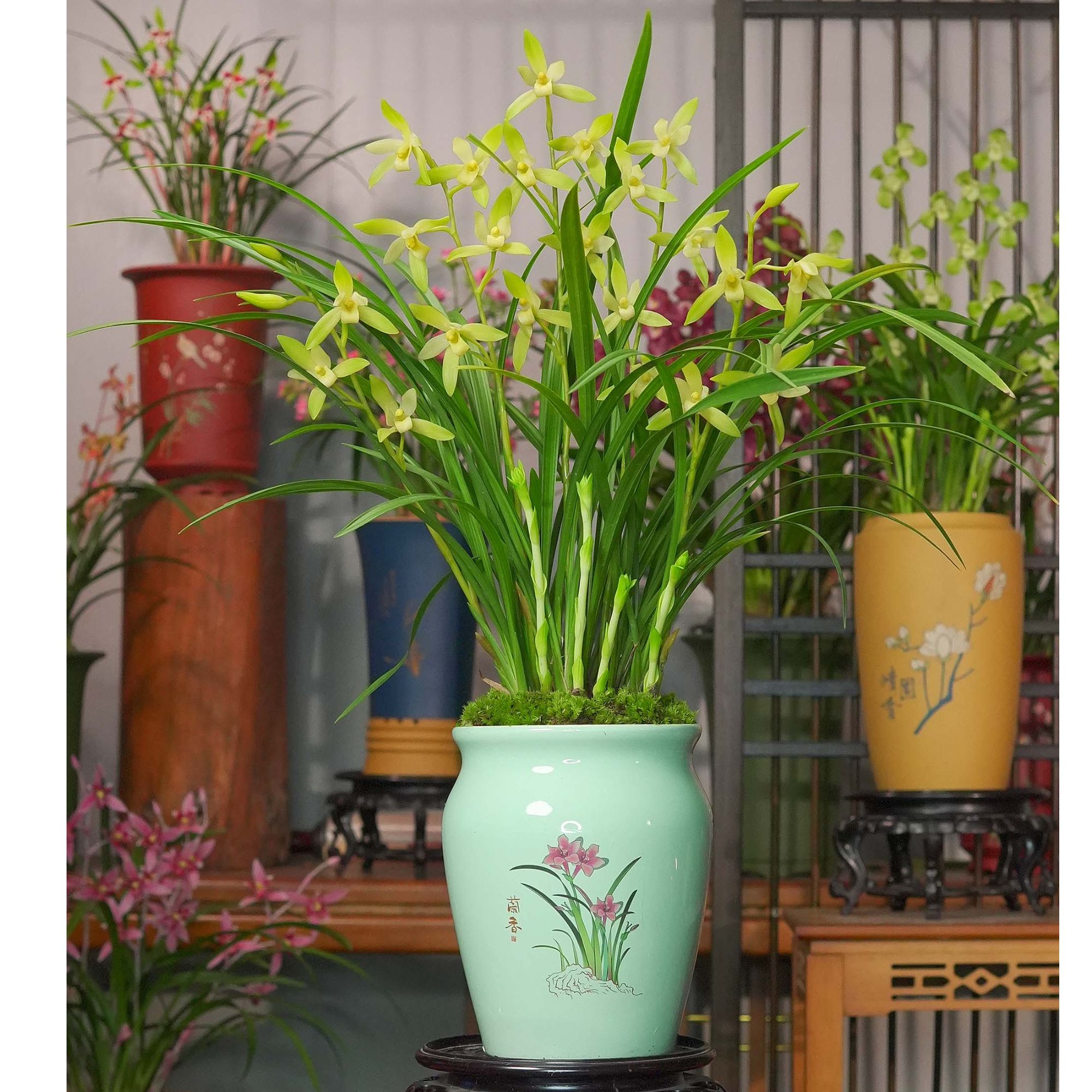 建兰铭品【玉玲珑】七仙女带花苞兰花天青色陶瓷盆种好室内盆景盆栽