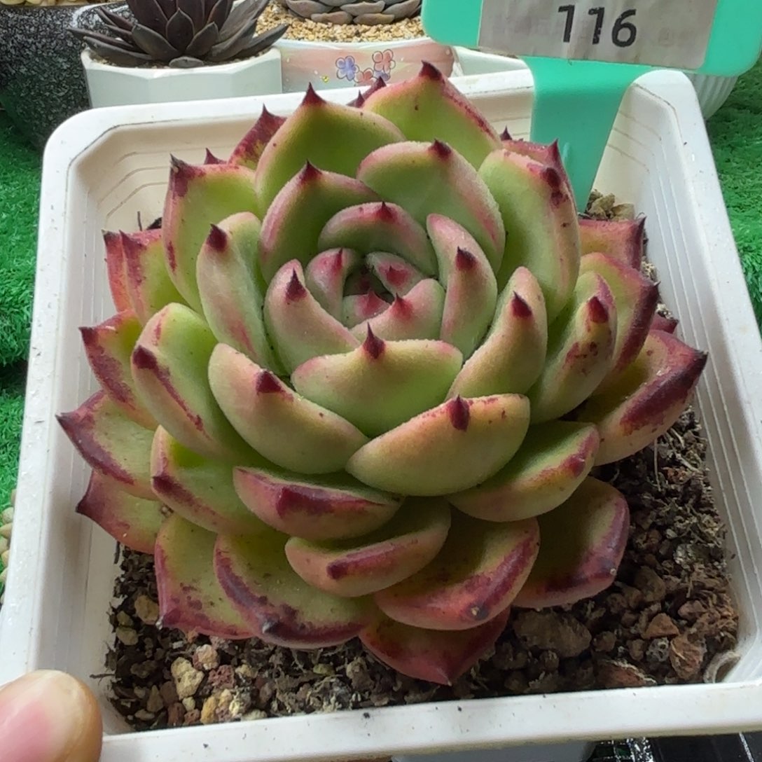 唐二姐多肉编号116