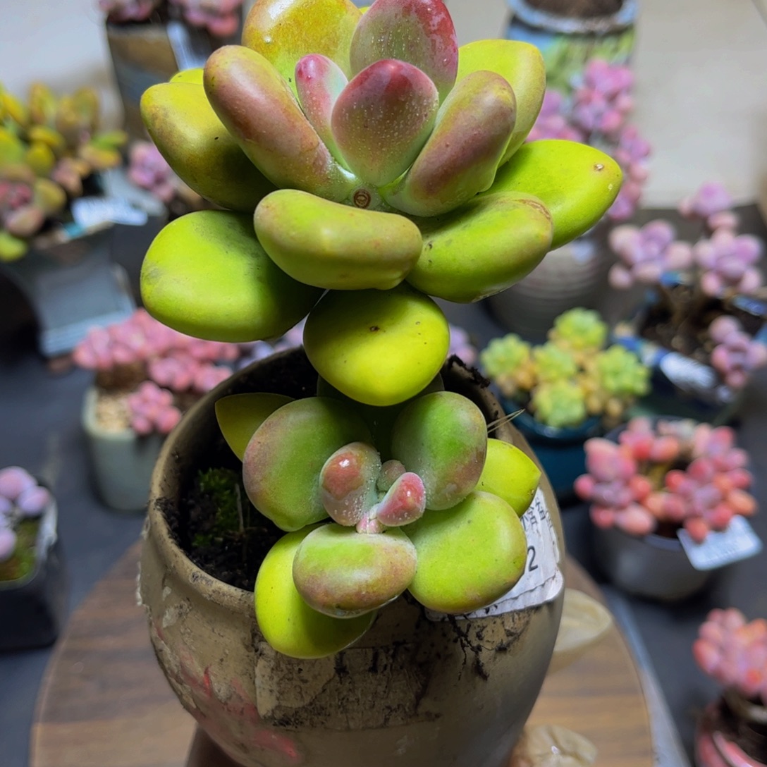 127芒果奶11厘米多肉