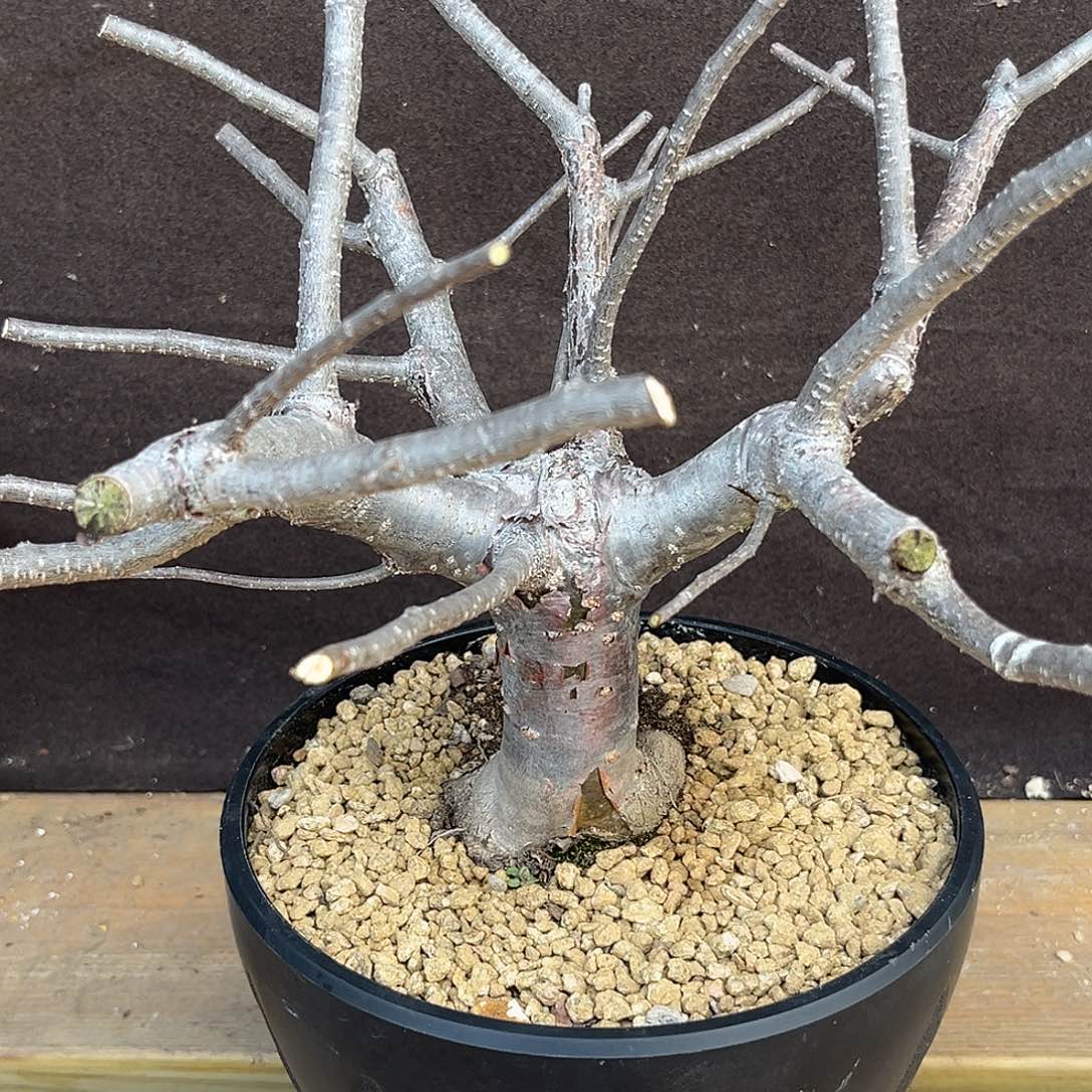 汤圆植物奥比克橄榄太帅了