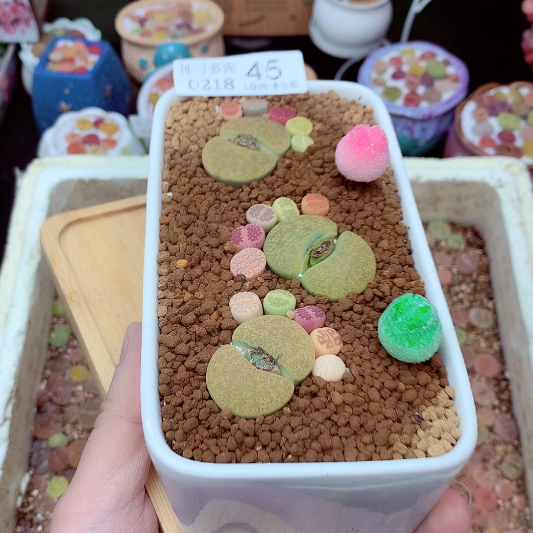 郎哥多肉生石花18-45