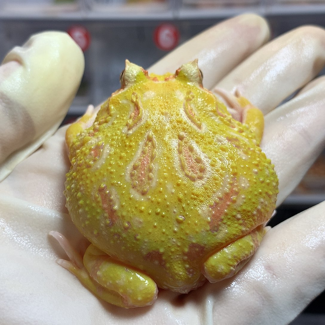 角蛙2998 褪纹黄金