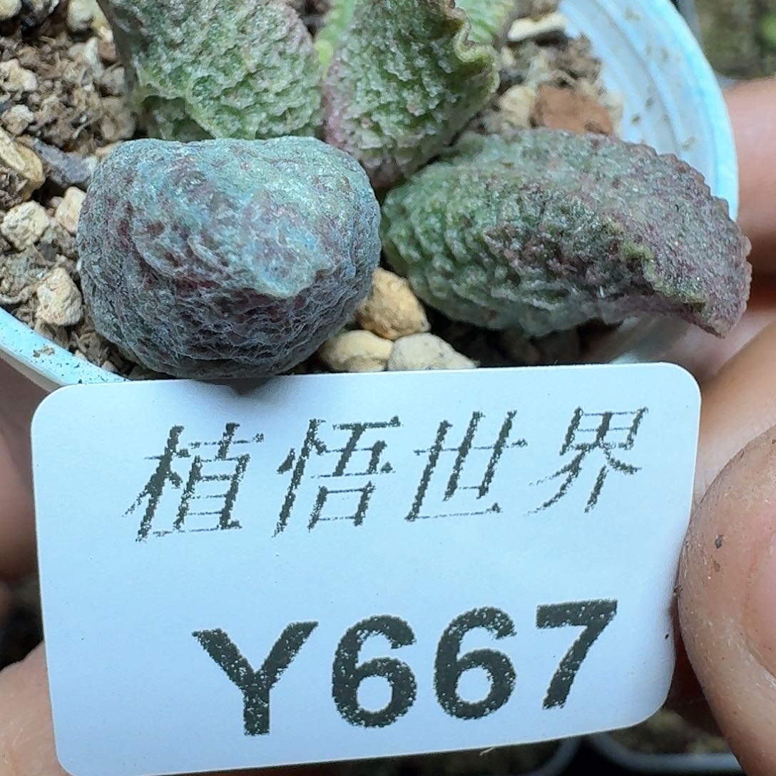 667号多肉植物哇f g