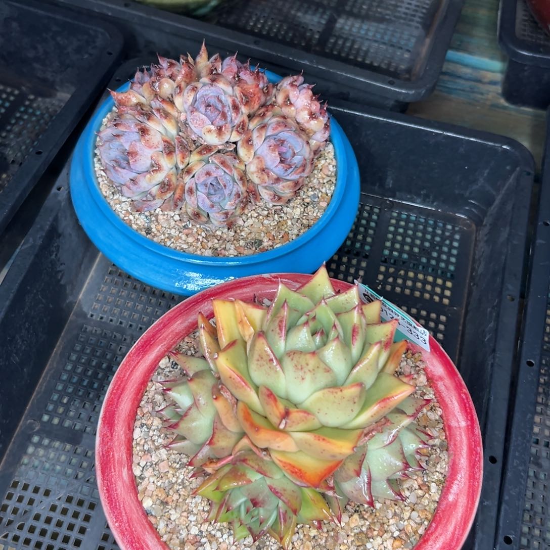 多肉一物一拍-0124-333