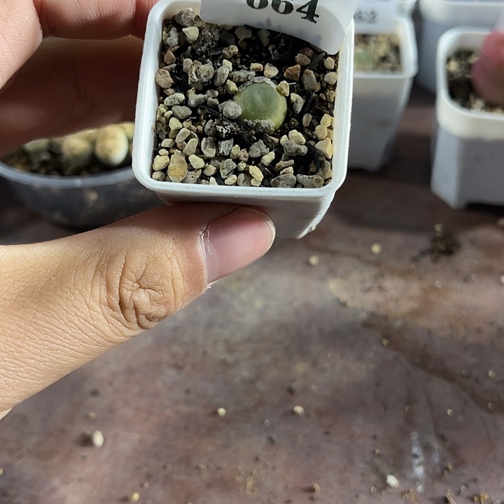 无花朵664、拉登、、