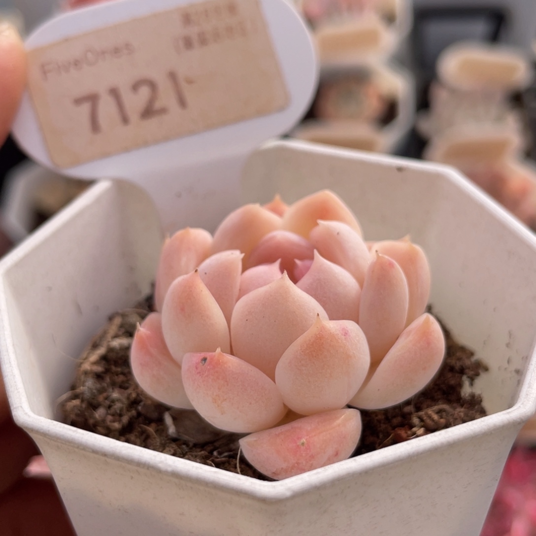 Y***o白桃汽水7121-4.0厘米