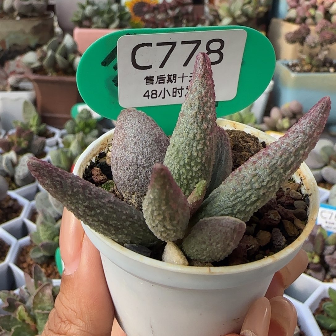 玺***猪尾巴水泡多肉。  778 