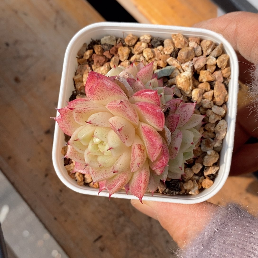 精品多肉一物一拍不包整221