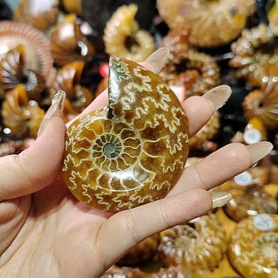 随***月54164486774687465螺