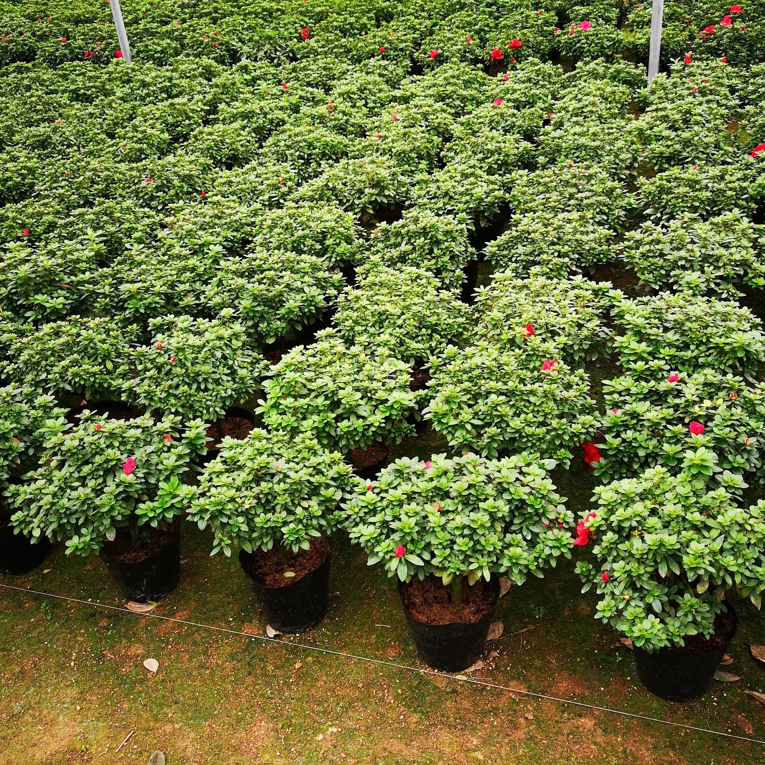 杜鹃花石楠花银杏树原生小精品老桩鬼谷子盆栽水杉树