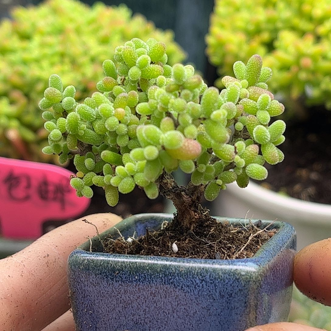 36蜜桔带盆优选枝干