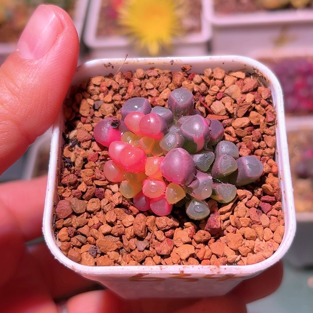 634号五十铃玉锦多肉植物锦一物一拍带盆土