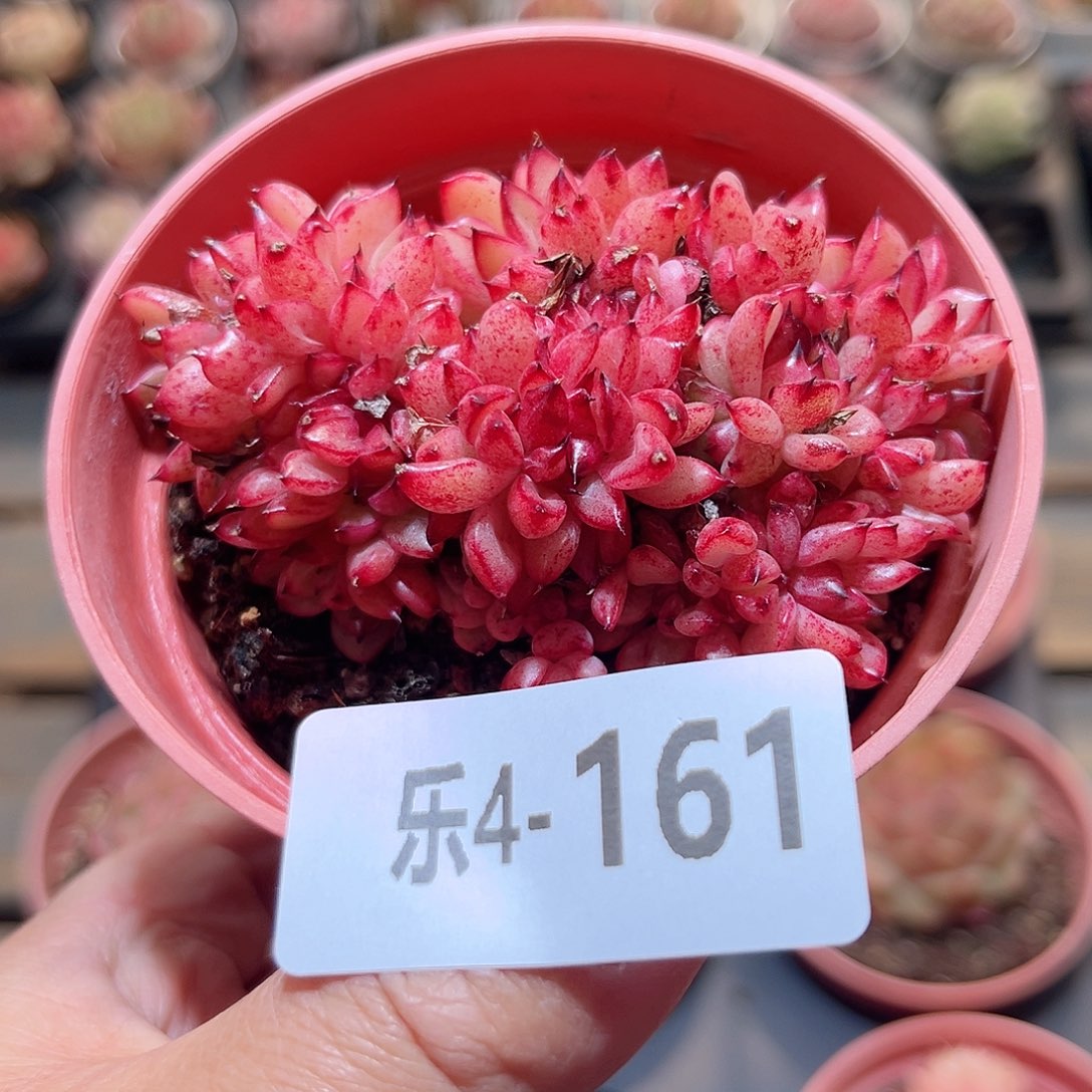 乐4-161 新品缀化
