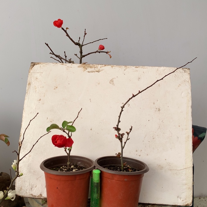 无花朵徐*原生小品