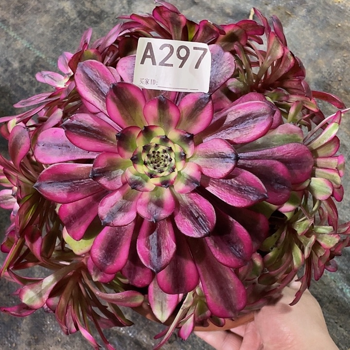 美姬多肉法师。  297