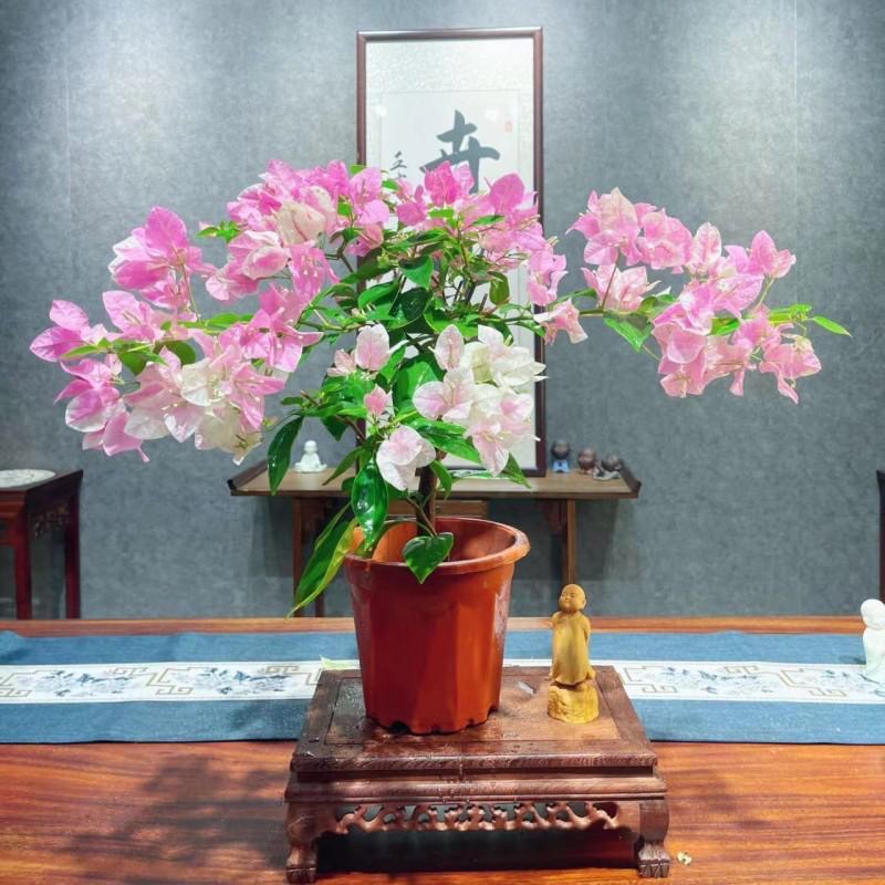 【广红缨】三角梅盆栽大苗老桩耐热好养阳台庭院四季开花植物