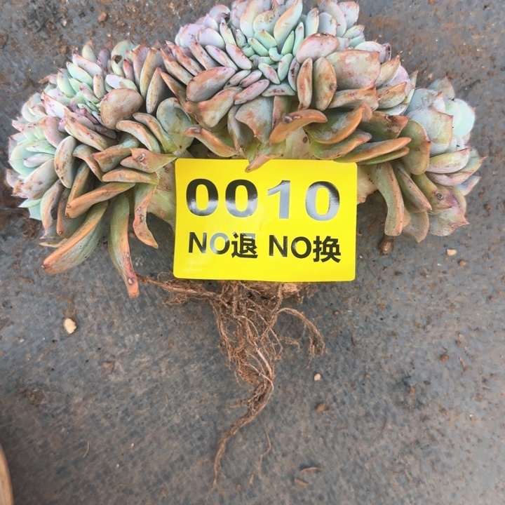 010号大鸡腿凤缀化