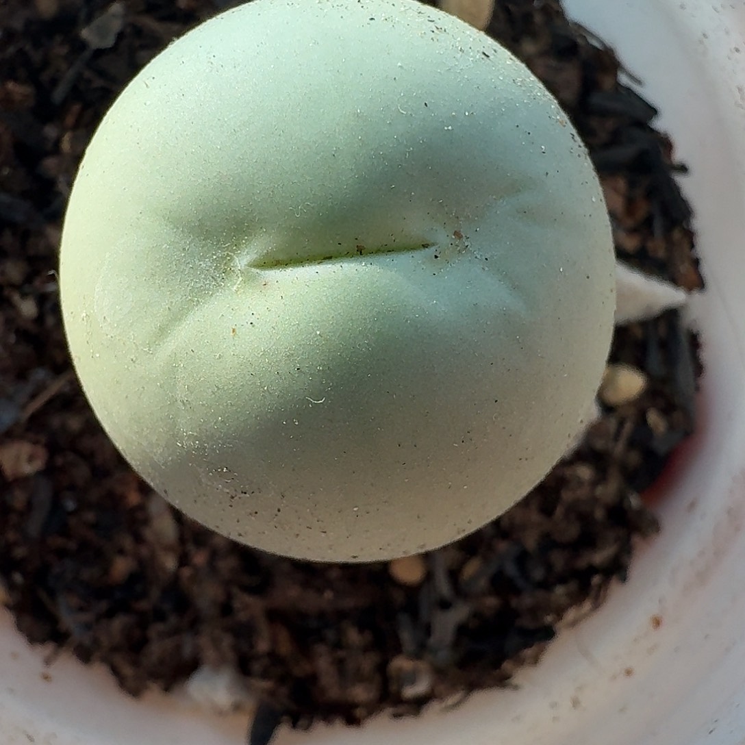 老马生石花鸽子蛋1508