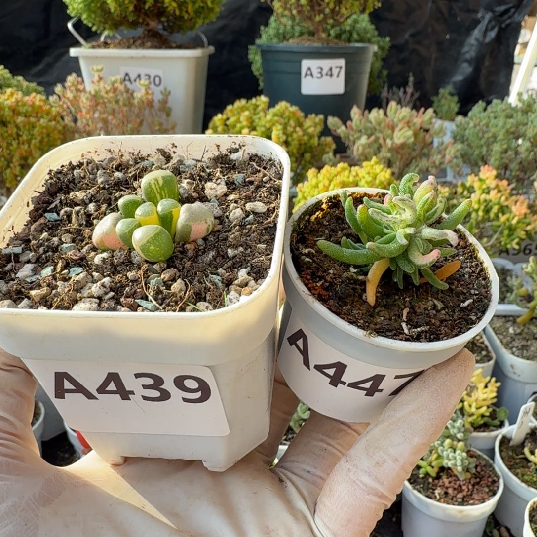 狂***鲤A439五十玲玉锦447彩虹卷卷