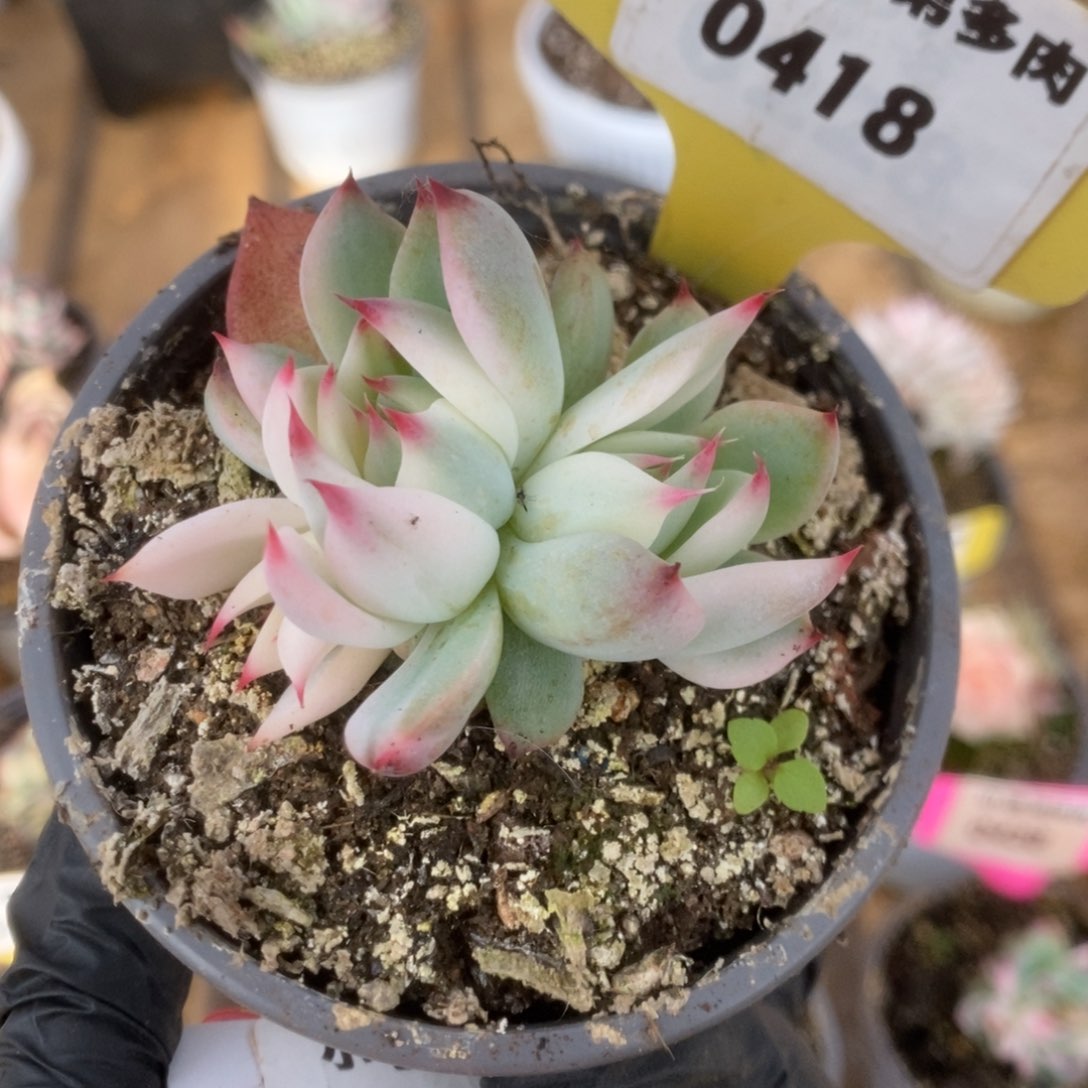 418吉娃娃锦锦锦锦锦锦