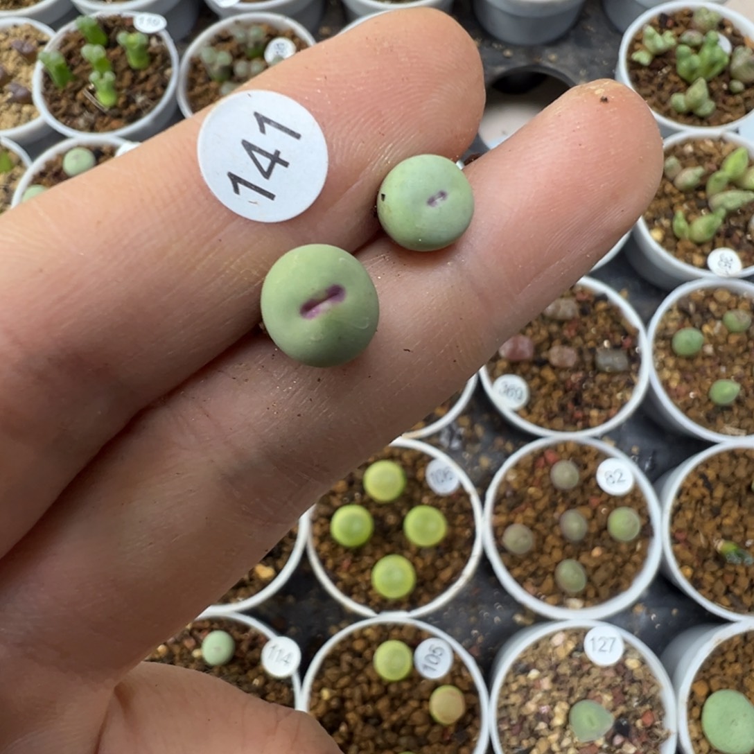 w***e红嘴两颗脱土1410000