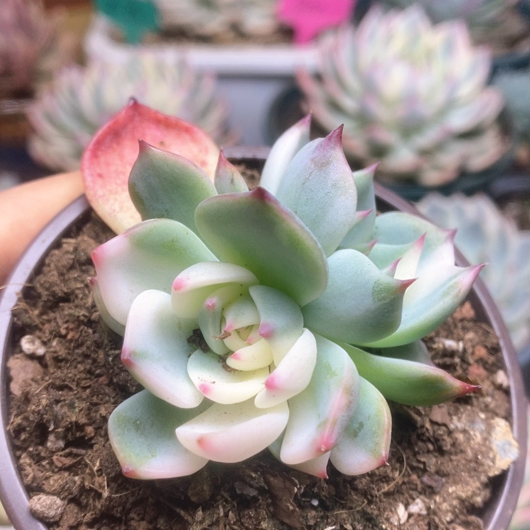 006锦锦锦锦锦锦锦