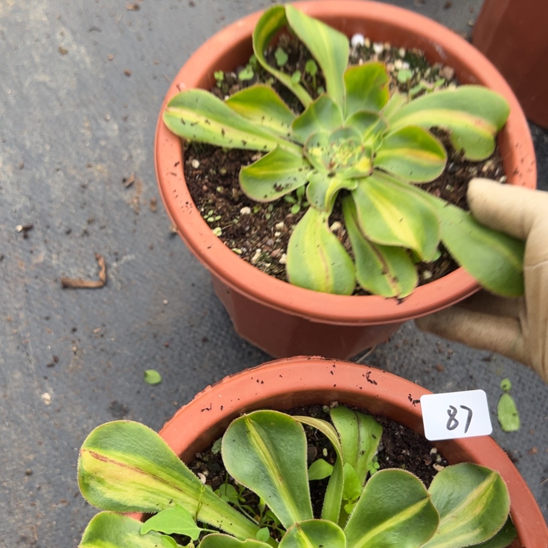 87暴君一颗5多肉椅子