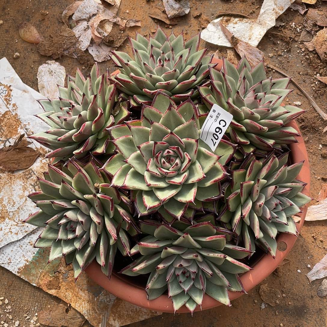 若如东云单拍C607