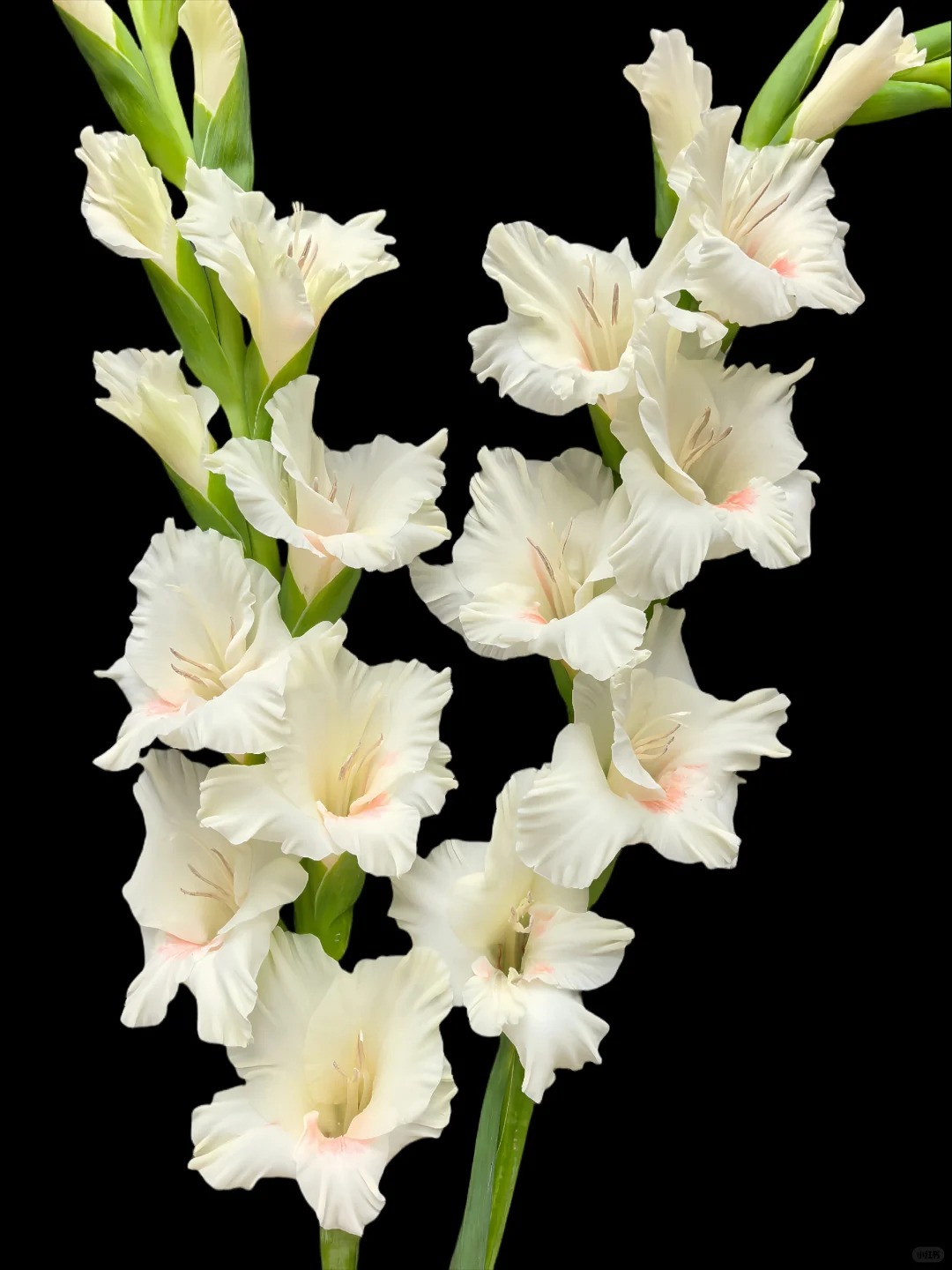 （曼曼）奶油红心剑兰8-10支   含2支不售后防损鲜花任意2单包邮